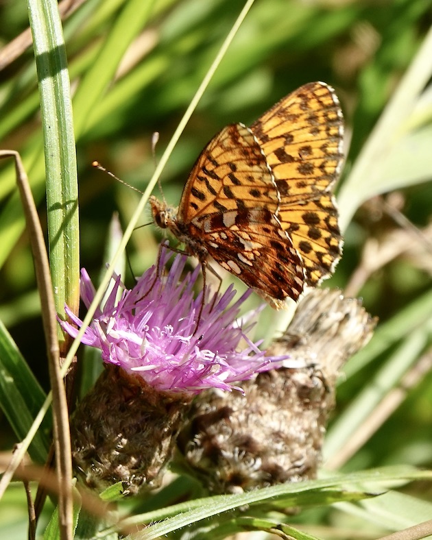 Weaver's fritillary
